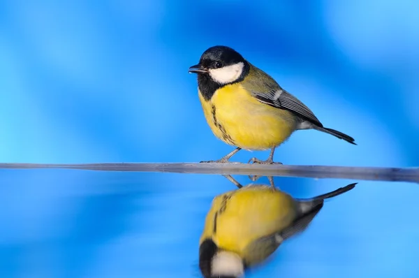 Close-up of big tit sitting near water — Zdjęcie stockowe