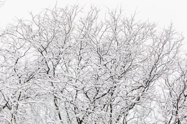 ağaçlarda kar yağışı