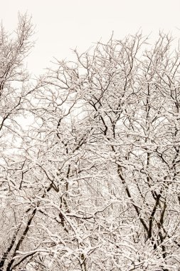 ağaçlarda kar yağışı