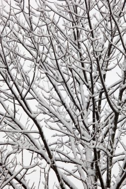 ağaçlarda kar yağışı