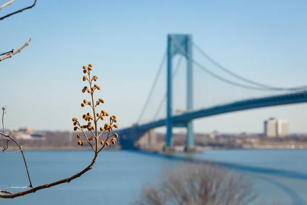 Puente Verrazano-Narrows — Foto de Stock