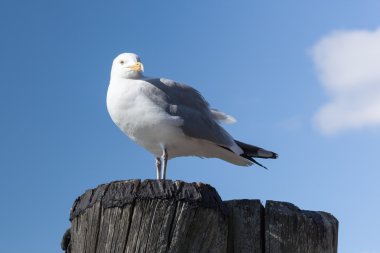 Bir iskelede duran martılar