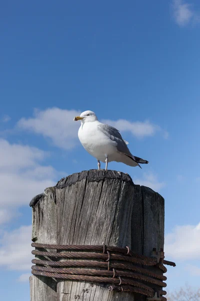 Möwen stehen auf einem Steg — Stockfoto