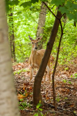 Genç erkek Ak kuyruklu geyik
