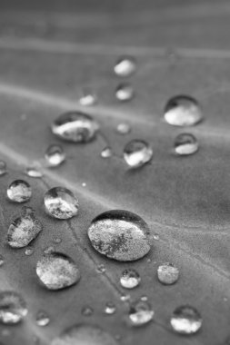 Lahana makro Su damlacıkları ile