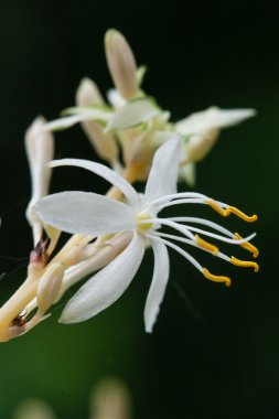 Örümcek bitki çiçek makro
