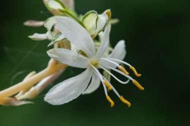Örümcek bitki çiçek makro