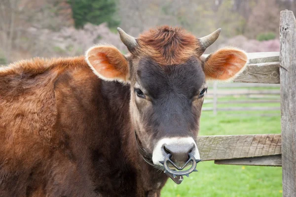 Bruin vrouwelijke kalf — Stockfoto