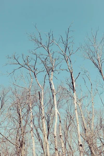 青い空の木 — ストック写真
