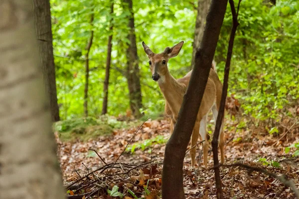 Genç erkek Ak kuyruklu geyik