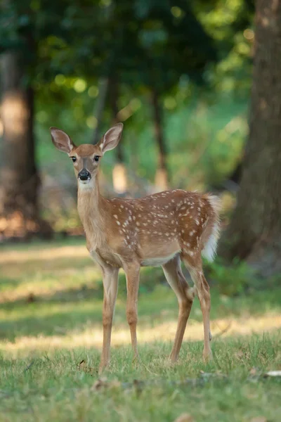 Whitetail Geyik geyik yavrusu