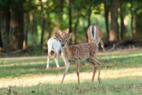 Whitetail Geyik geyik yavrusu — Stok fotoğraf