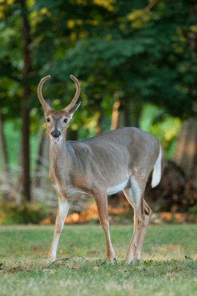 Whitetail Buck szarvas — Stock Fotó