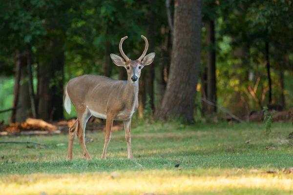 Whitetail Buck geyik — Stok fotoğraf