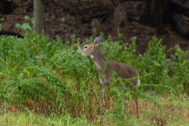 Ormandaki Whitetail Geyik
