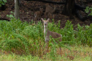 Ormandaki Whitetail Geyik