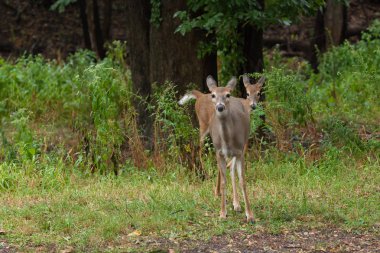 Ormandaki Whitetail Geyik