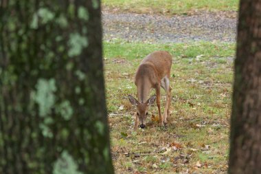 Genç Whitetail Geyik