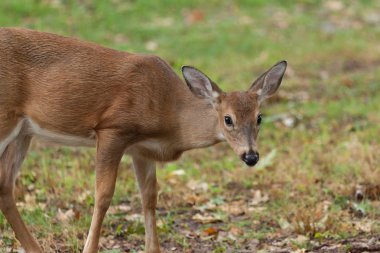 Genç Whitetail Geyik
