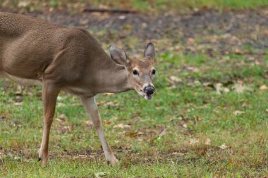 beyaz kuyruklu geyik. 