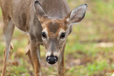 beyaz kuyruklu geyik. 