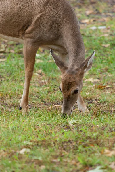 ホワイトテール鹿は — ストック写真