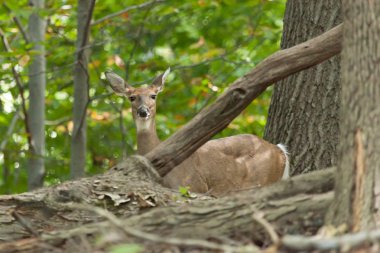 beyaz kuyruklu geyik. 