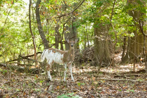 Ciervo Cola Blanca Piebald hembra — Foto de Stock