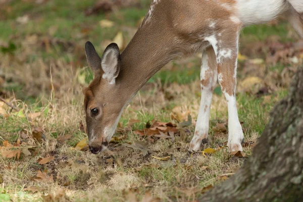 Férfi Tarkánfoltos Whitetail szarvas — Stock Fotó