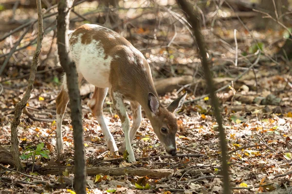 Erkek boynuz Whitetail Geyik — Stok fotoğraf