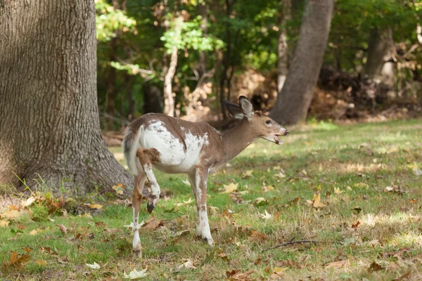 Cervo maschio Piebald Whitetail — Foto Stock