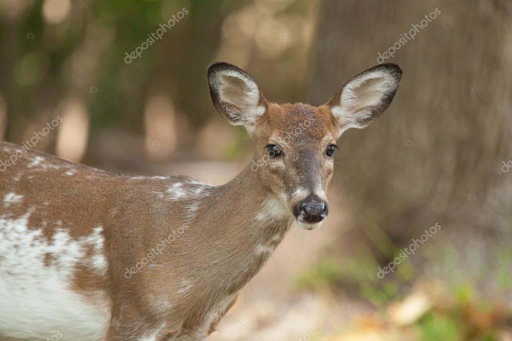 Female White Tailed Deer