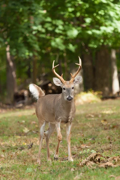 Whitetailed szarvas — Stock Fotó