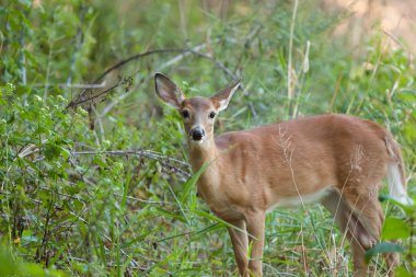 Whitetailed kadın açık kahverengi 