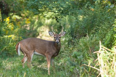 Ormanda whitetailed Buck