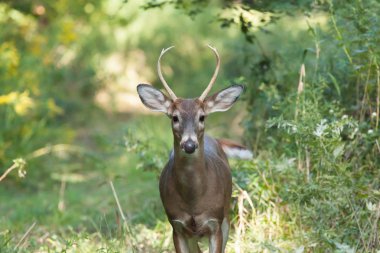 Ormanda whitetailed Buck