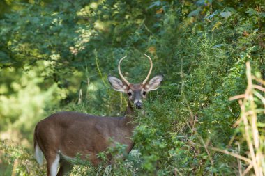 Ormanda whitetailed Buck