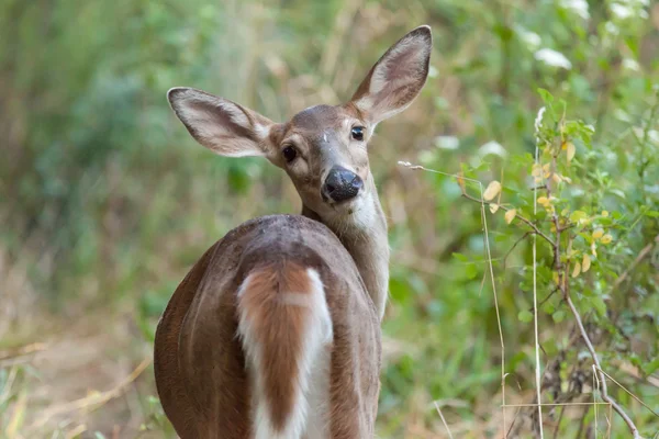 Whitetail Doe in Woods — Foto Stock