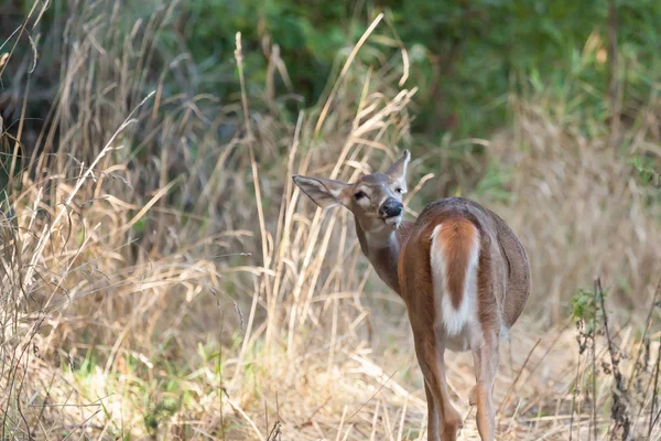 Whitetailed fêmea Fawn — Fotografia de Stock