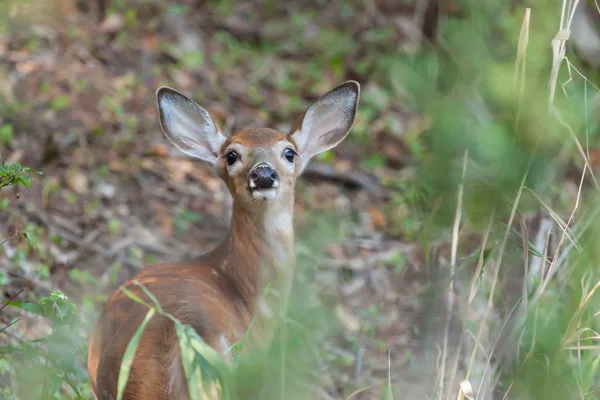 Whitetailed Female Fawn — Stock Photo, Image