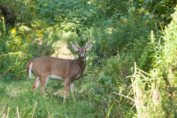 Whitetailed Buck v lese — Stock fotografie
