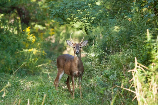 Whitetailed Buck v lese — Stock fotografie