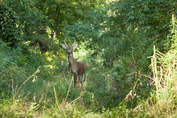 Whitetailed Buck en Woods —  Fotos de Stock