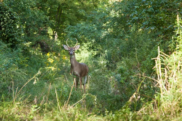 Ormanda whitetailed Buck — Stok fotoğraf