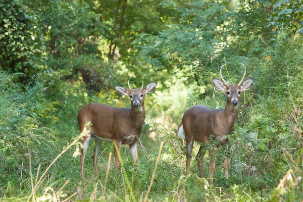 Bucks de cola blanca en Woods —  Fotos de Stock