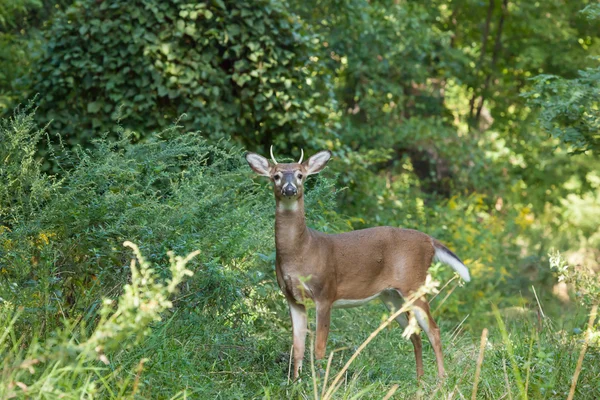 Ormanda whitetailed Buck — Stok fotoğraf