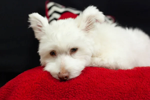 Bílý Načechraný Smíšený Pes Leží Červeném Povrchu Černým Pozadím Pes — Stock fotografie