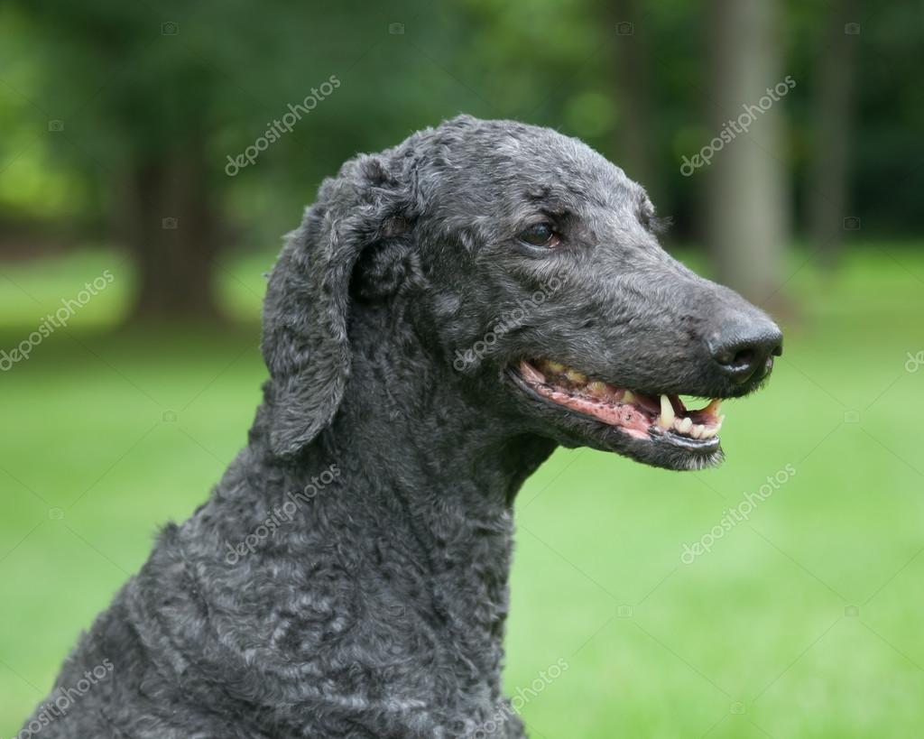 Pictures blue poodles Blue Standard Poodle Outside — Stock Photo © luvemak 77396030