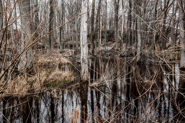 Inquietante foresta paludosa sterile — Foto Stock