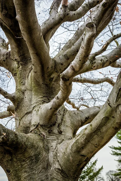 Drsný starý strom — Stock fotografie
